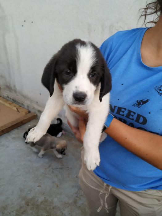 Pepi Pepi