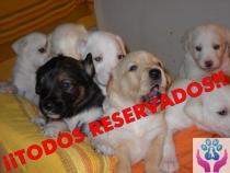 Camada de 5 Cachorros Camada de 5 Cachorros