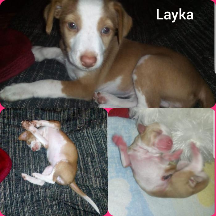 Layka