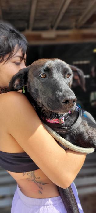 Asha