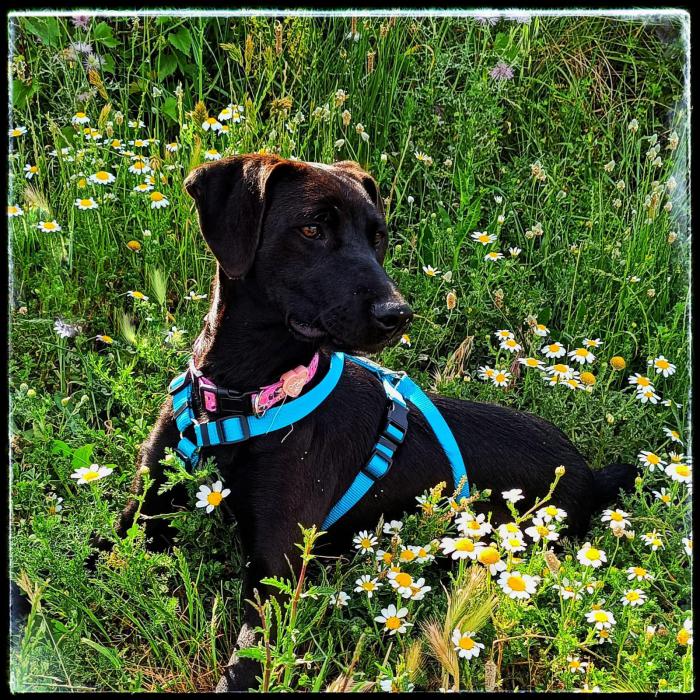Asha