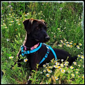 Asha