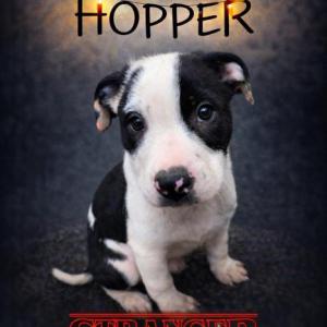 Hopper