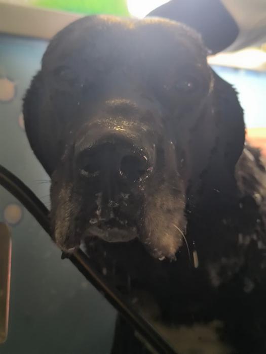 Paco