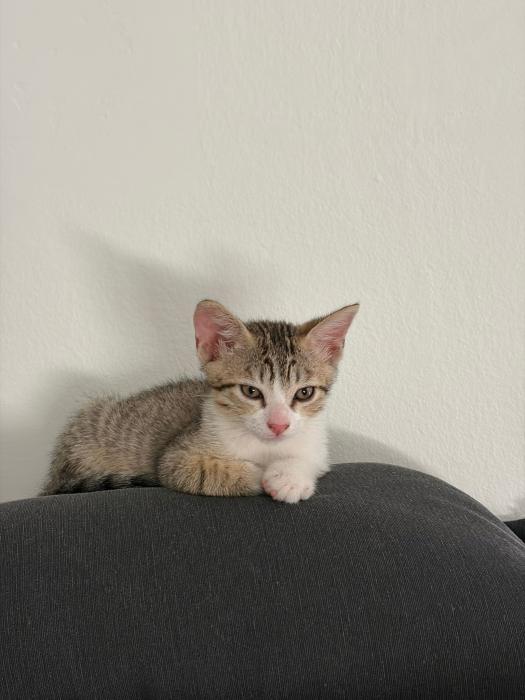 Salvador
