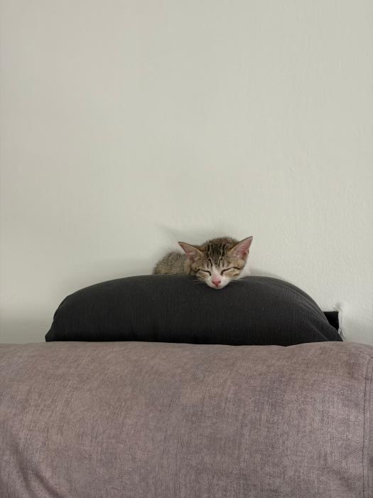 Salvador
