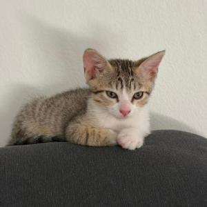 Salvador