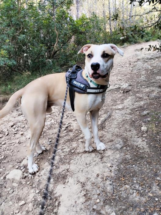 Canelo