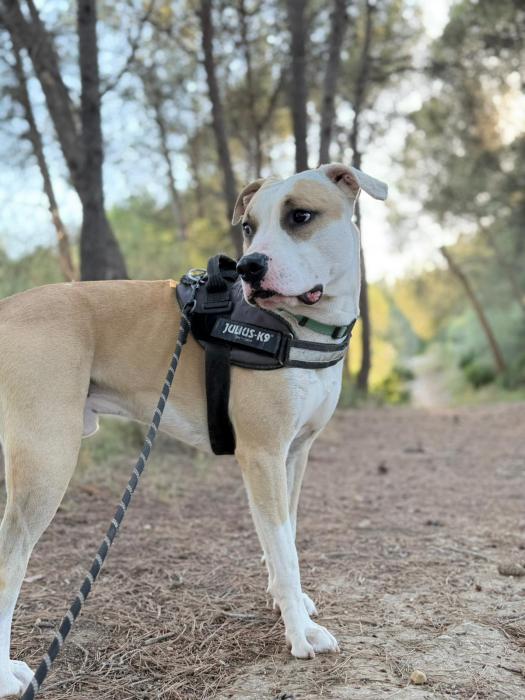 Canelo