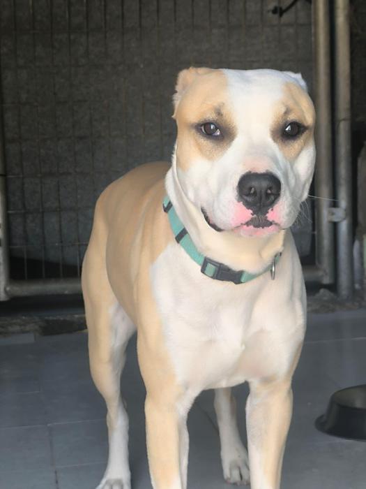 Canelo