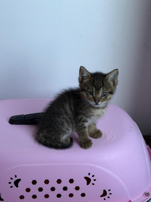 Perla