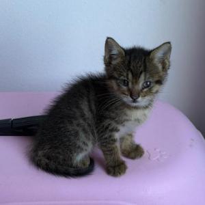 Perla