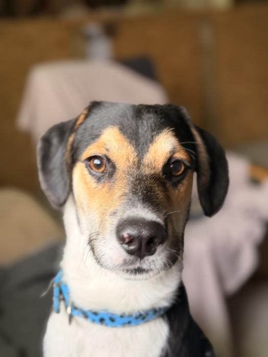 Hugo