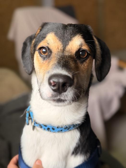 Hugo