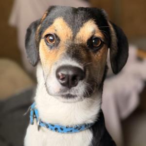Hugo