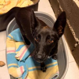 Louise