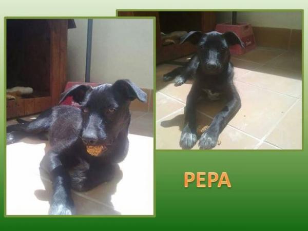 Pepe,Pepa y Betty (Betty adoptada, Pepe Adoptado)