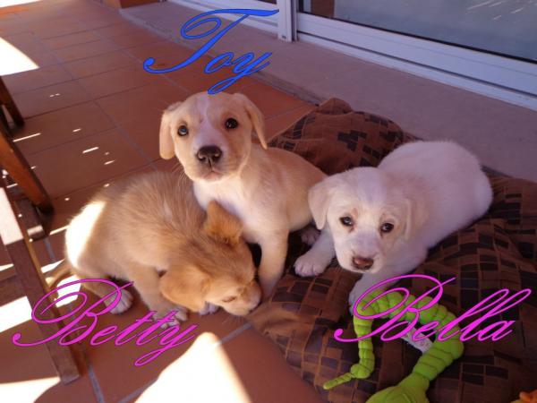 Toy,Bella y Betty