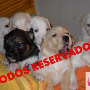 Camada de 5 Cachorros