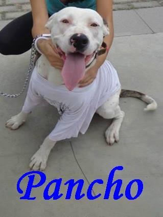 Pancho 